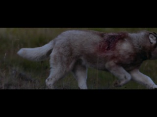 2012 #37 david guetta & sia she wolf (falling to pieces)